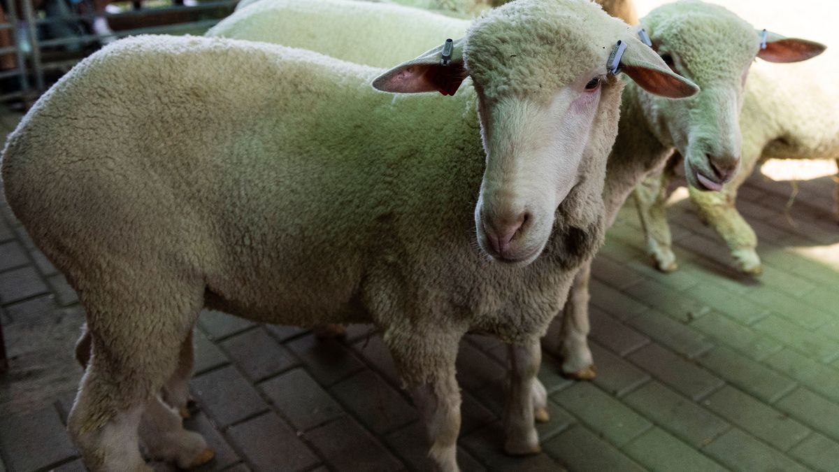 Mozgalmas húsvéti időszakra készülnek a juhászok