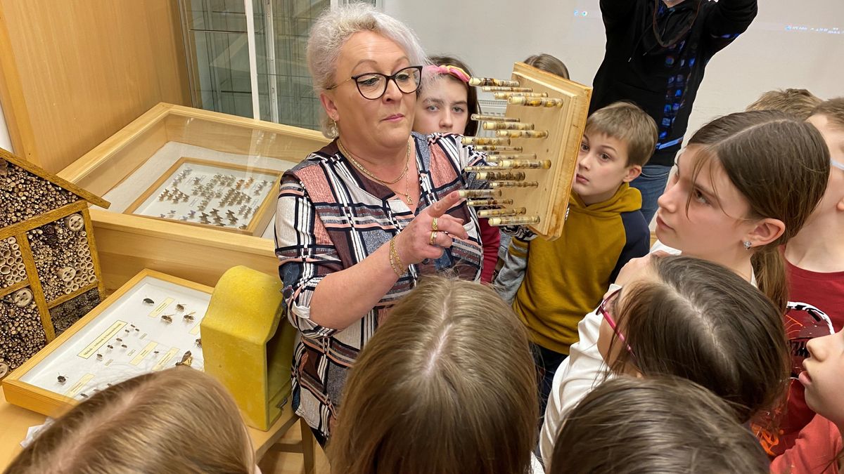 Beporzók védelme: méhhotel mellé jár az étterem is a rovaroknak (képgaléria, videó)