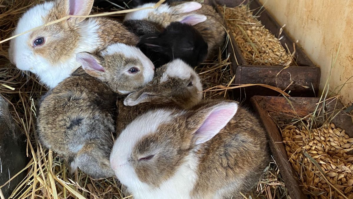 Baby boom az Eperjesnél – Nézze meg a cukiságözönt a nyuszikkal, a malackákkal, a bárányokkal! (képgaléria, videó)