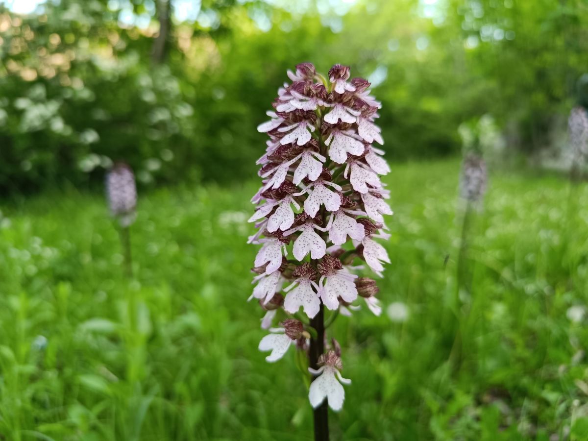 A bíboros kosbor. Ez az orchidea, bár védett, gyakran erdő közel kertekbe is bemerészkedik