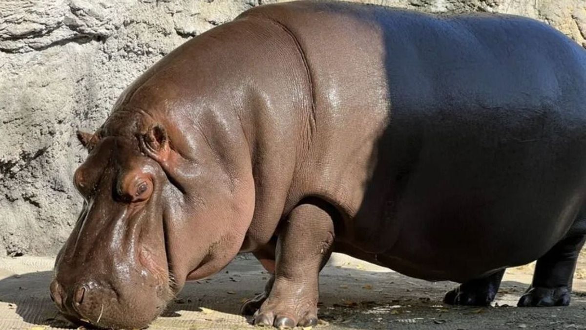Évekig hímnek hitték a nőstény vízilovat az állatkertben