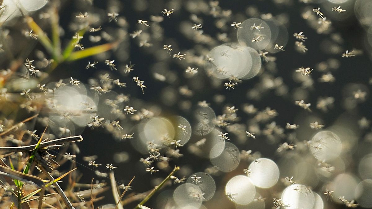 Korán kezdik idén a szúnyoggyérítést a Balatonnál