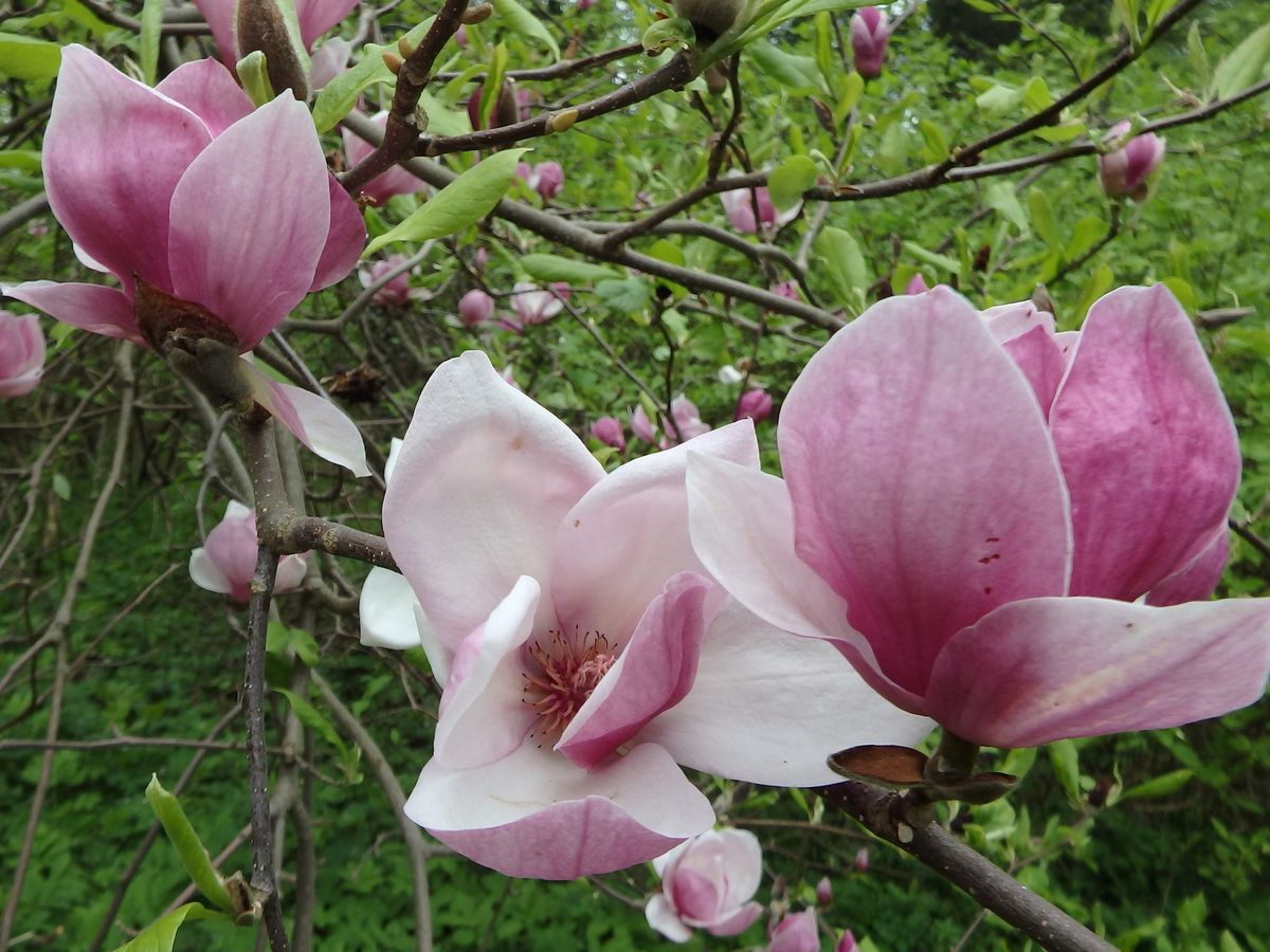 A liliomfa vagy magnólia a tavasz egyik legfeltűnőbb növénye, hatalmas virágai ámulatba ejtő látványt nyújtanak Zircen