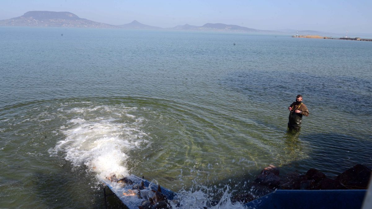 Idegenek a Balatonban: az állatbarátság jegyében tehetik tönkre élővizeinket
