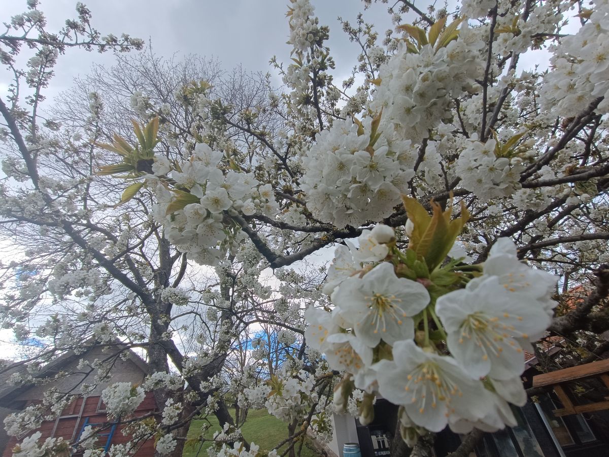 Virágzó cseresznyefa Hidegkúton
