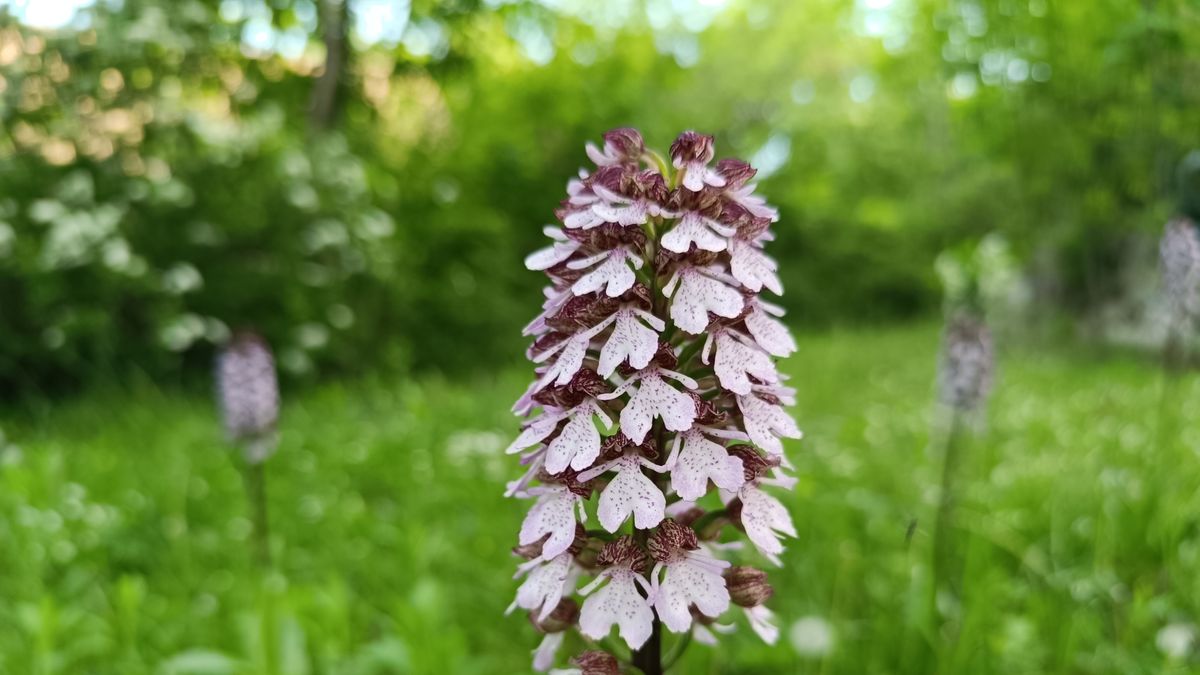 Orchidea – tömegesen a kertben