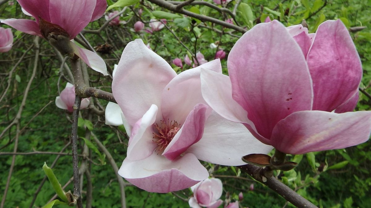Liliomfa vagy tulipánfa – Zircen tisztázzák a rokonok összekeverését, megnézhetjük a virágzást