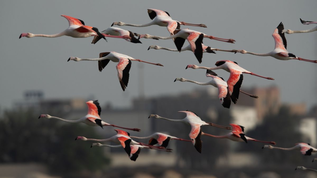 36 flamingó lelte halálát egy különös repülőbalesetben