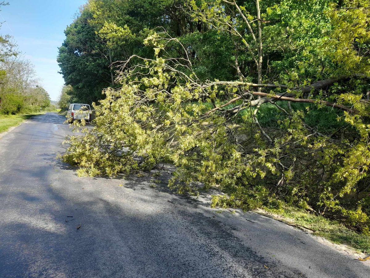 A nagy szél kidöntött egy fát a Porvára vezető úton szerdán délelőtt. A fél útpályát elfoglalta.