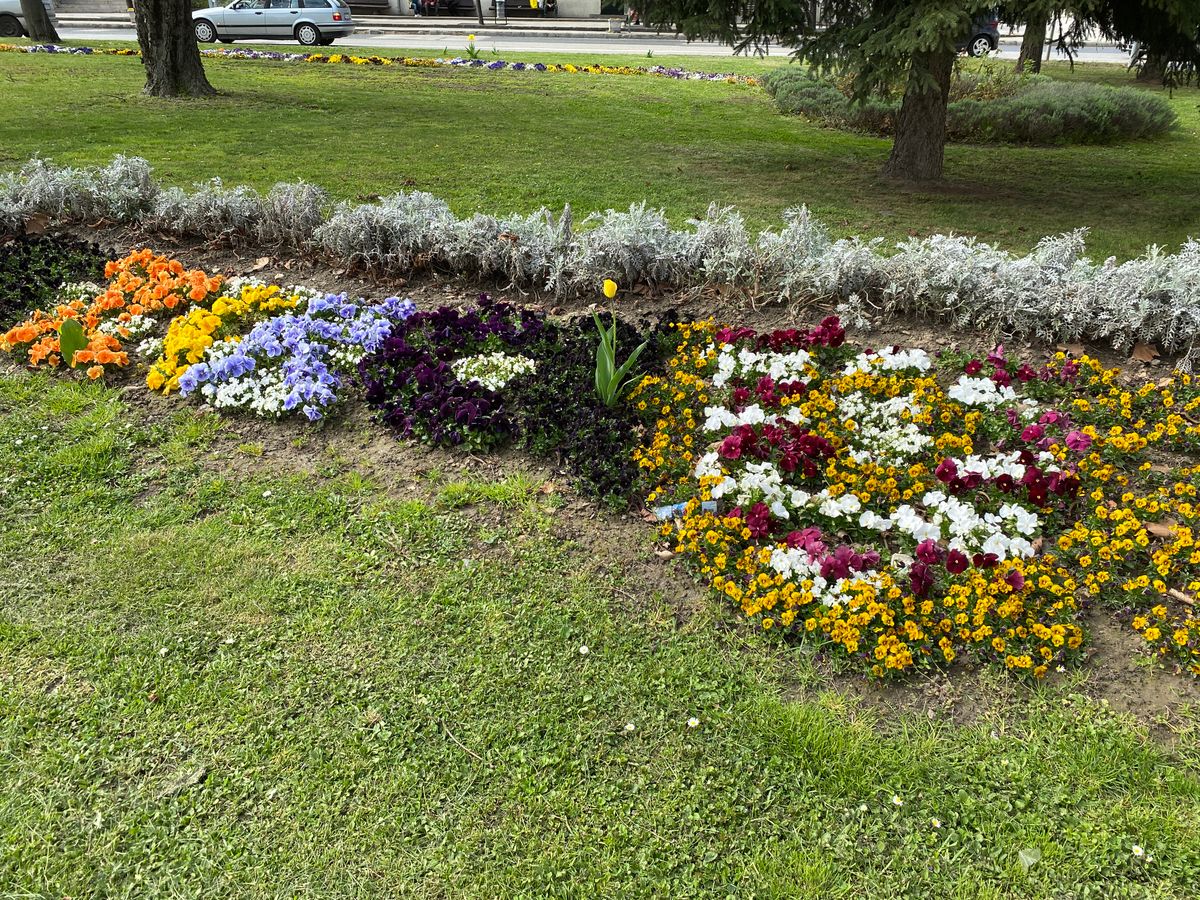 Zirc kirakva virágokból – A bakonyi kisváros központjának zöld szigetén kedves ajándék ez a helyieknek, az átutazóknak