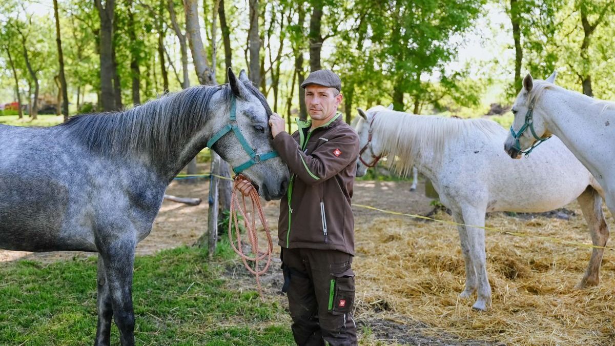 Ez valami borzalmas: méhek csíptek halálra három lovat Ivánban - megrázó fotók, videó