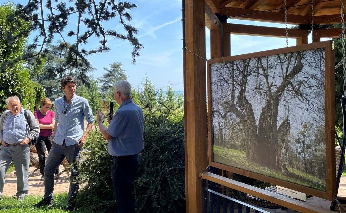 Különleges fák fotótárlatát nyitották meg a hétvégén a Folly Arborétumban