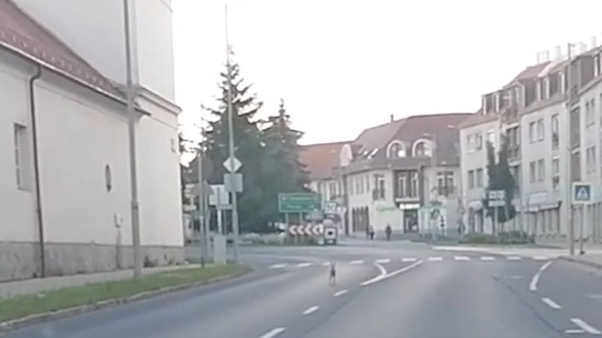 Nyuszi szaladt a 82-esen, előttünk a Bakonyban, megúszta a buszt, befordult az arborétumhoz (videó)