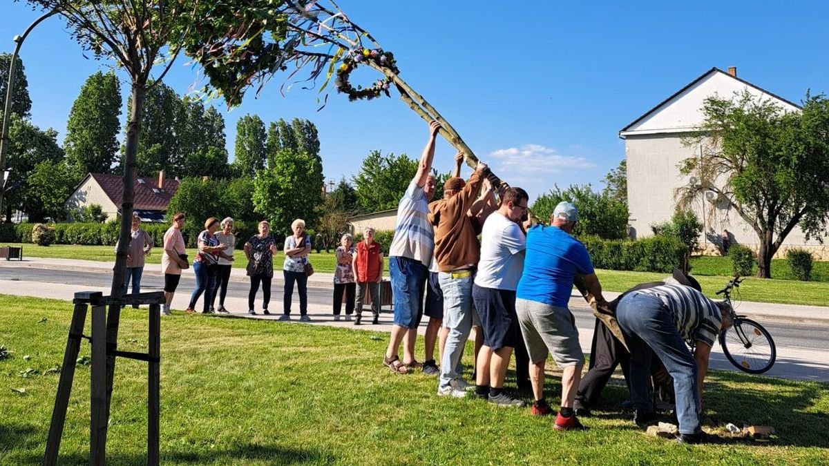 Májusfát állítottak és a tánc világnapját ünnepelték Berhidán