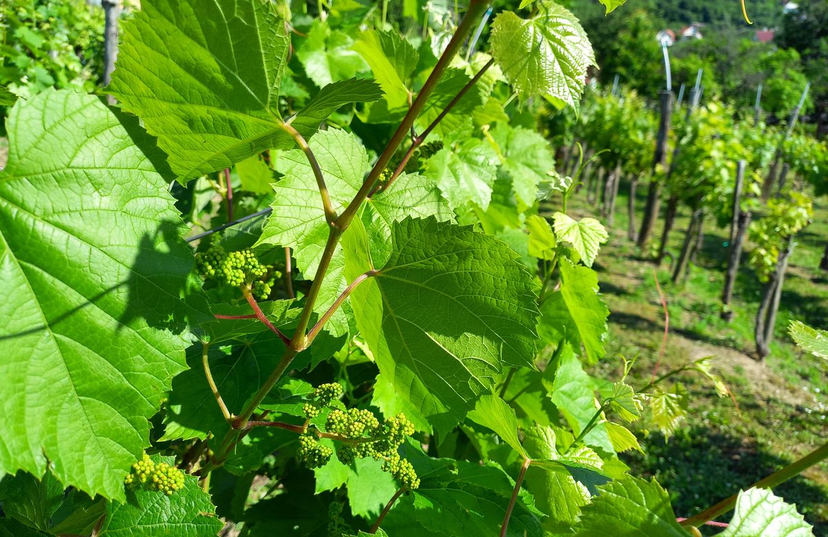 A szőlő még szép, de ha most nem védekezünk megfelelően a lisztharmat ellen, akkor későbbiekben komoly fertőzés is kialakulhat