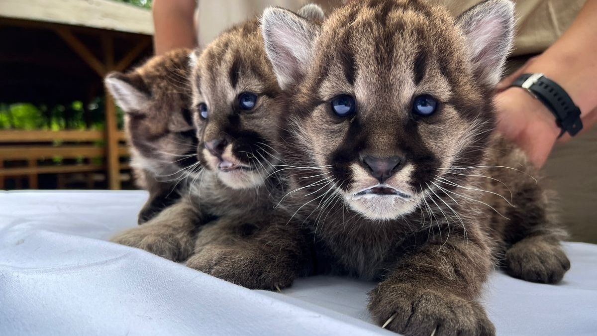 Puma hármasikrek születtek egy magyar állatkertben (videó)