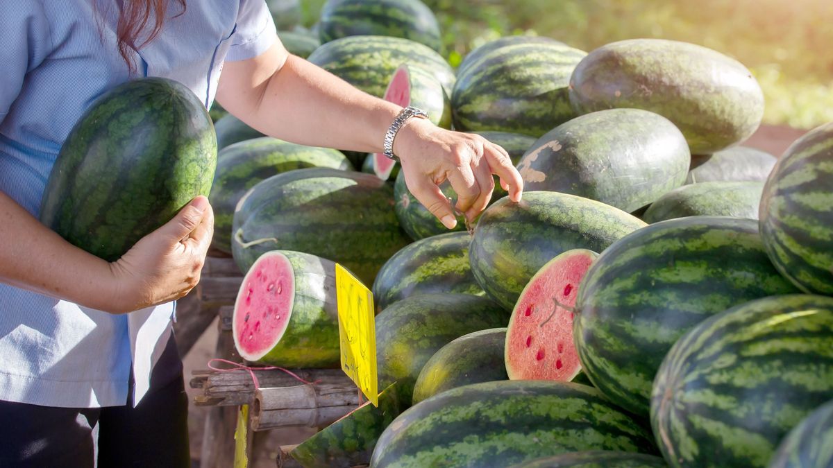 Ez a titok! Így kell valóban tökéletes, mézédes dinnyét választani