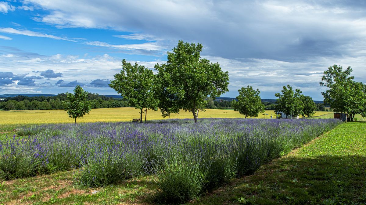 Lila virágszőnyeg és bakonyi panoráma – Szedd magad! akció a levendulásban a Bakony lábánál