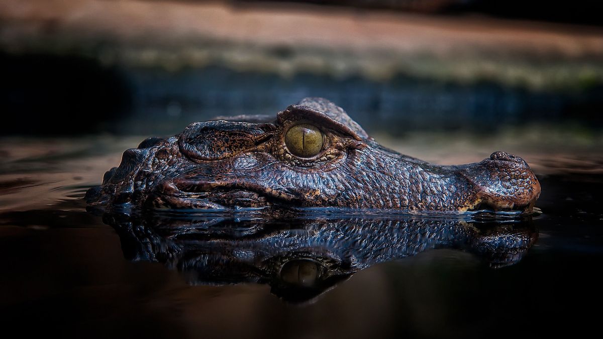 Krokodilok sétálgattak egy börtönben, háziállatként tartották őket
