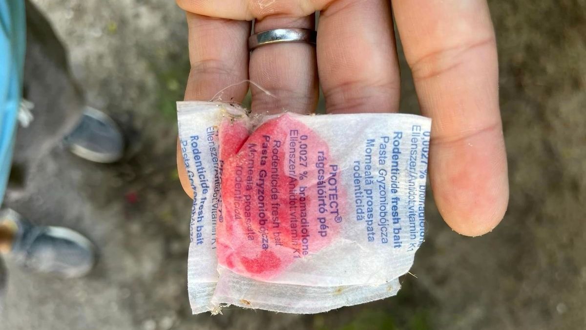 Közterületen szórtak szét a mérget, gyerekeiket féltik a kecskemétiek