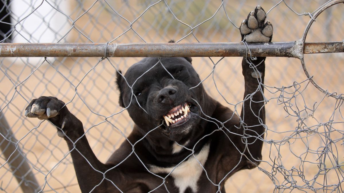 További részletek derültek ki a rajkai pitbulltámadásról