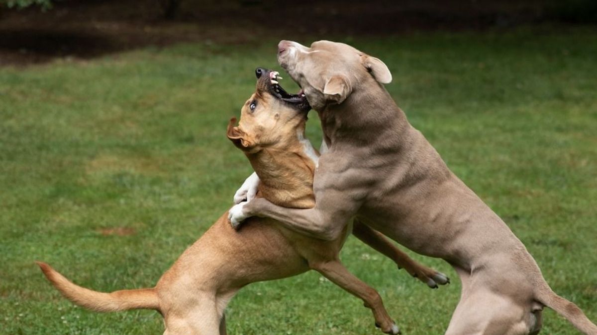 Kétéves kislányt sebzett meg súlyosan egy pitbull Rajkán