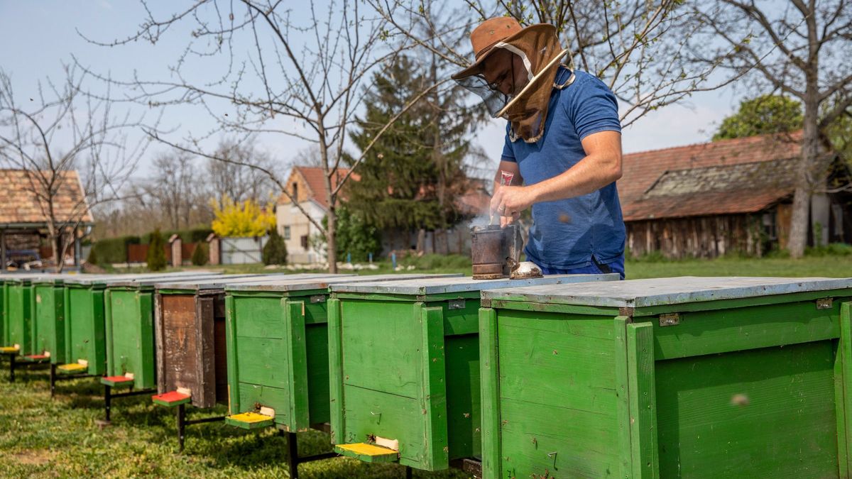 Továbbra is kiáll a hazai méhészek mellett az agrártárca (infografikák)