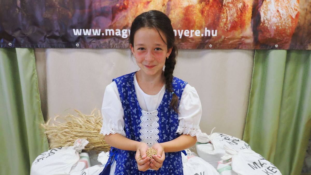 Gyűjtik a búzaadományokat a Magyarok kenyere programban Veszprém vármegyében is