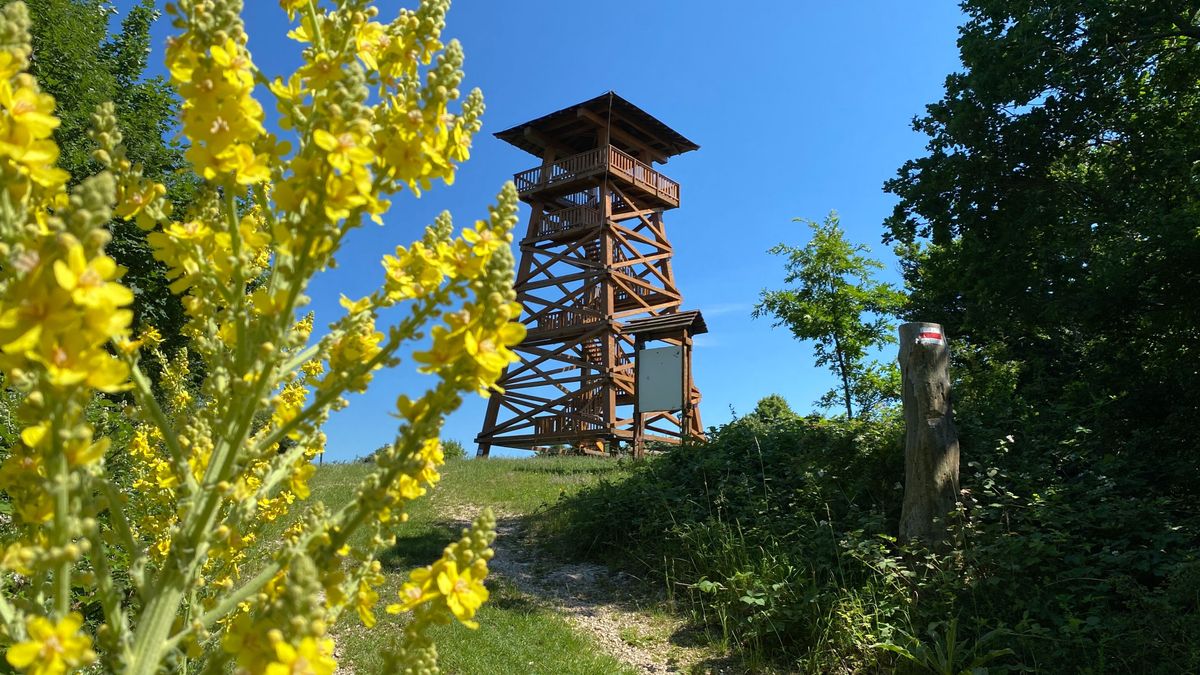 Kihagyhatatlan kilátó a Bakonyban, ahonnan a Balaton csillogó vize is látszik (képgaléria, videó)