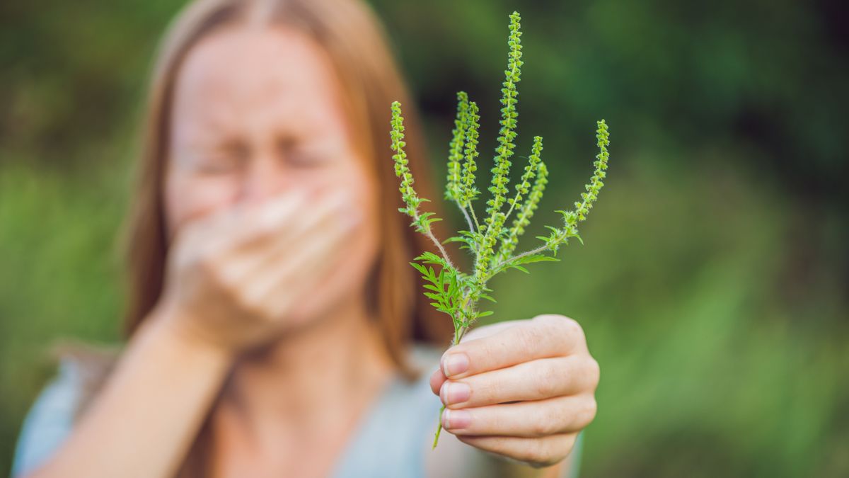Készüljön: kegyetlen idők jönnek az allergiásokra