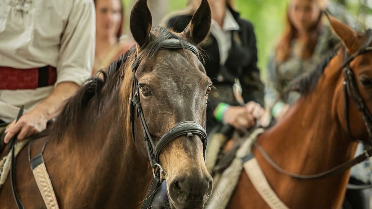 Ezt látni kell: összegyűltek a magyar népmesék aranyszőrű paripái