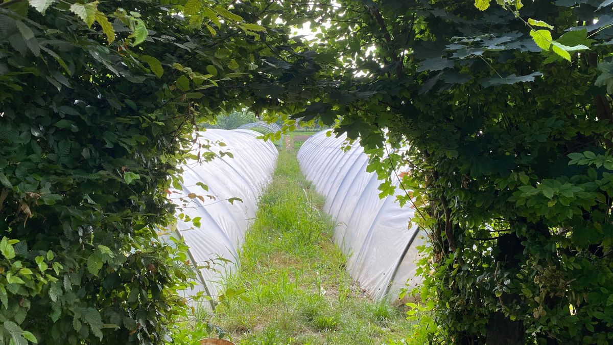 Óriások bakonyi földjén, a paradicsom kapujában