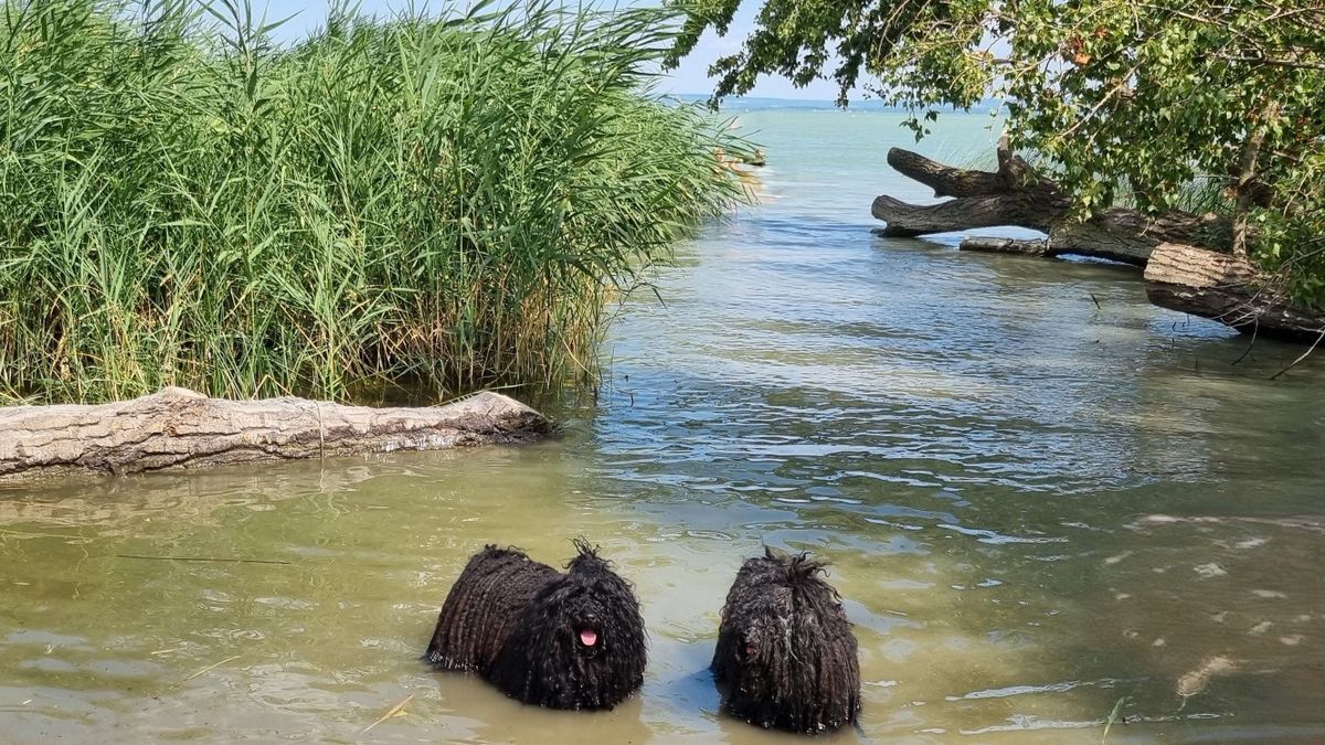 Kutyabarát strandok – körülnéztünk a Balatonnál