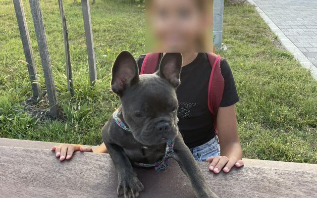 A kis francia bulldognak nem volt esélye