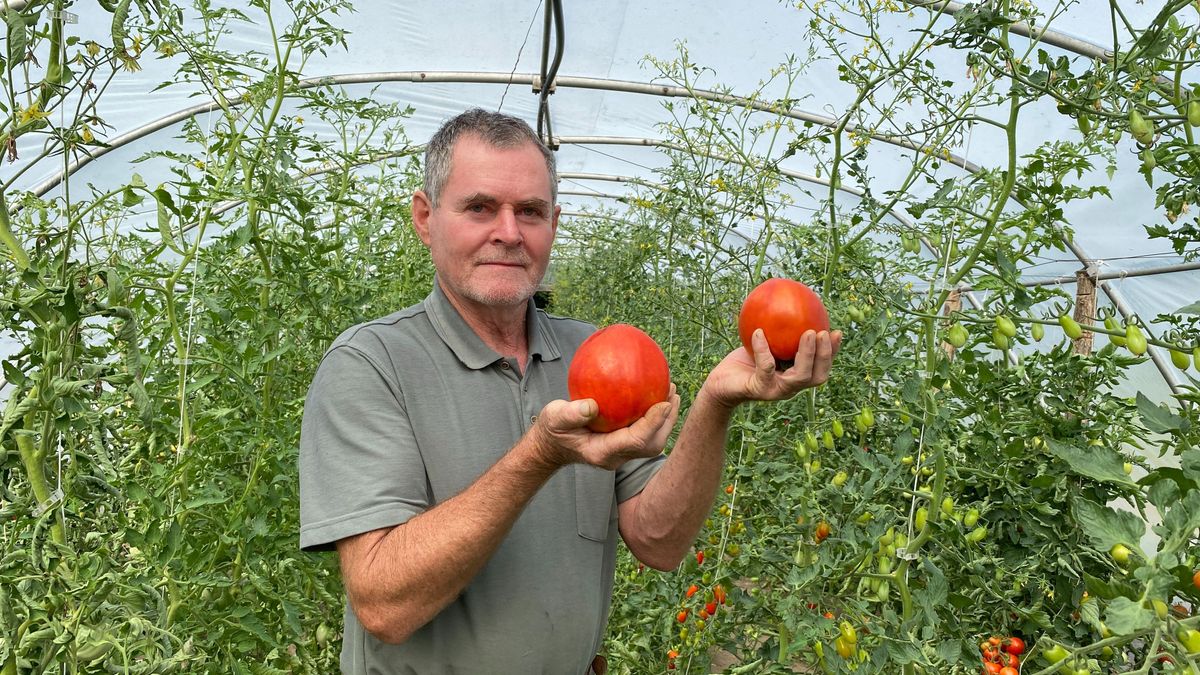 Érik az ökörszív – Megtudtuk a magas-bakonyi óriásparadicsomok titkát (képgaléria)
