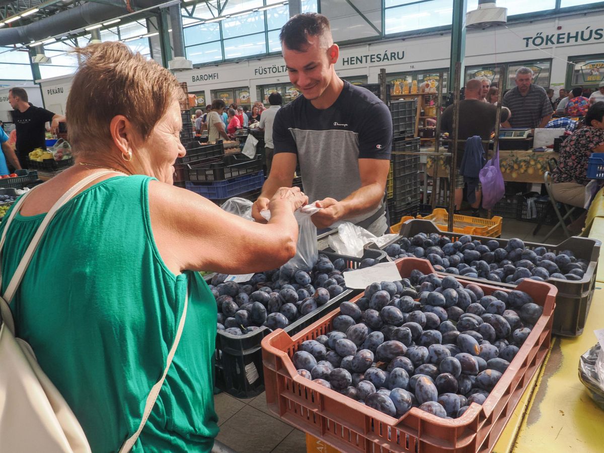 A csinos stanley szilva a világon az egyik legelterjedtebb szilva fajta