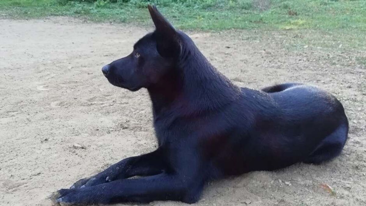 Újabb kutya került a magyar nemzeti kutyafajták közé