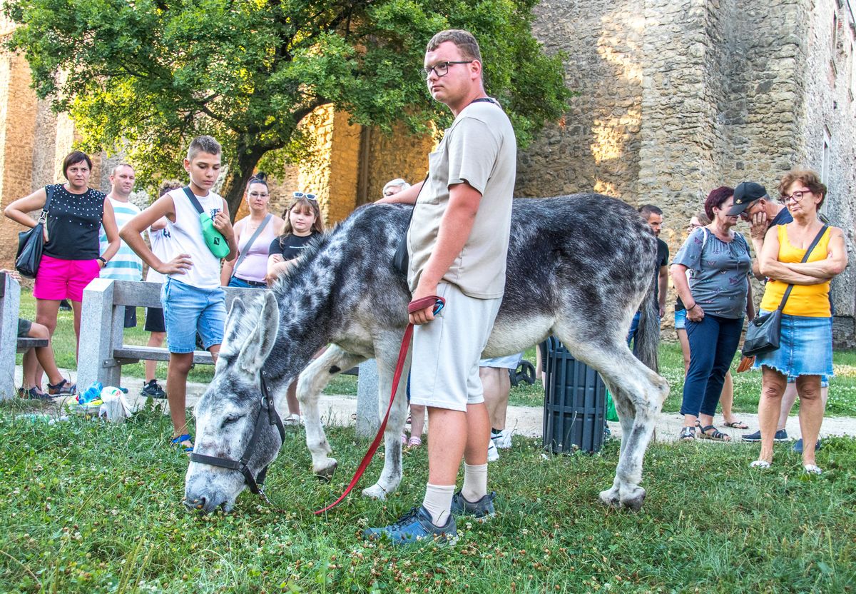 Koszonits Patrik és szamara, Füles a várpalotai Thury-várnál