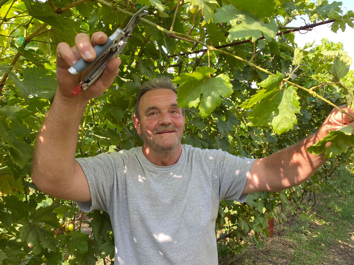 Schneider Gyula őstermelő kezében akkor is ott volt a metszőolló, amikor nekünk mutatta meg szőlőjét