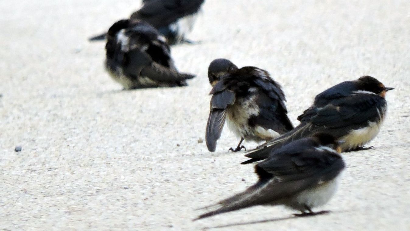 Terrified Swallows Hovering Over Lake Balaton’s Waters