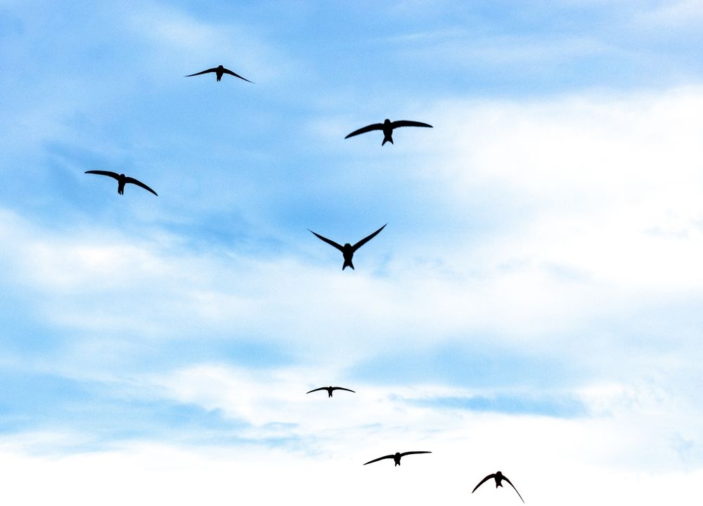 Flock,Of,Swallows.,Silhouettes,Crowd,Flying,Birds,Away,Sky,,Free