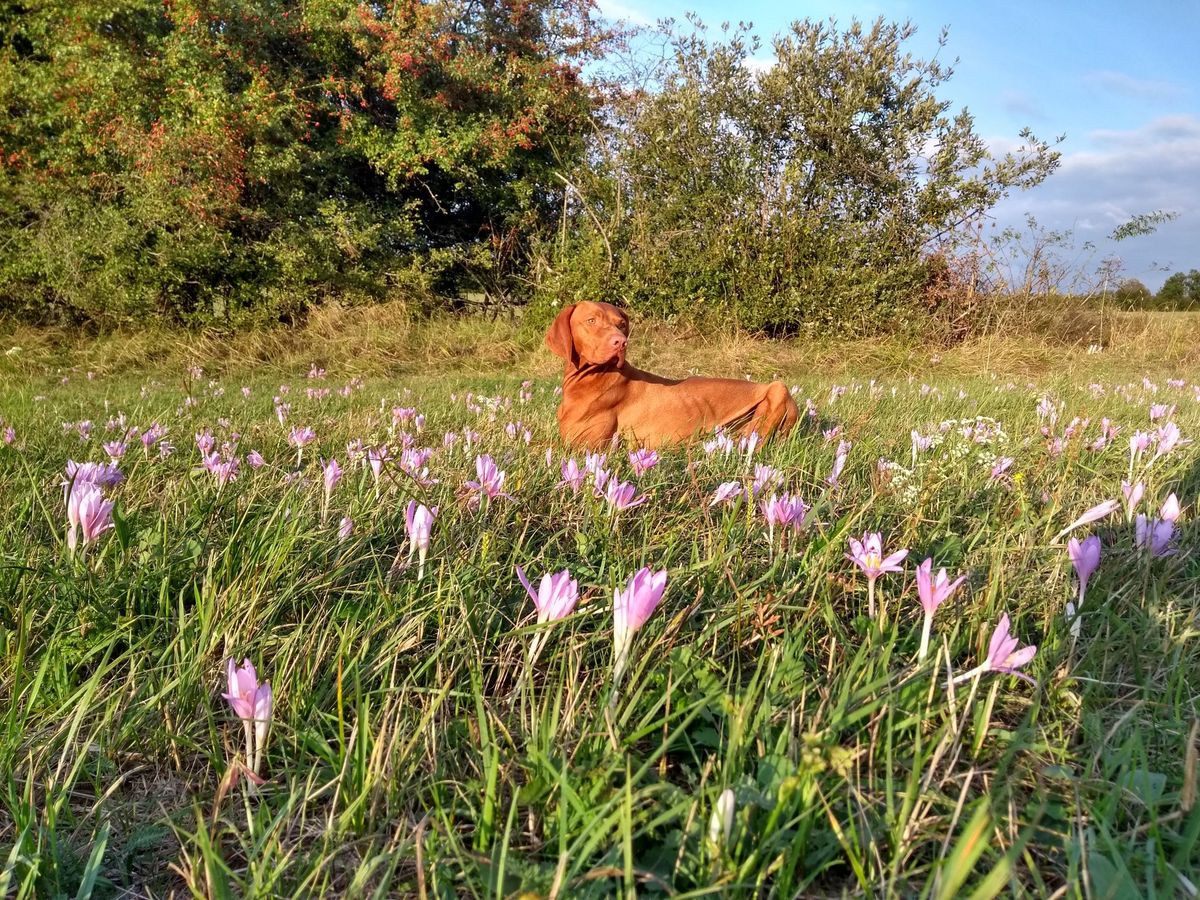 Zengő a magas-bakonyi kikericsek közt