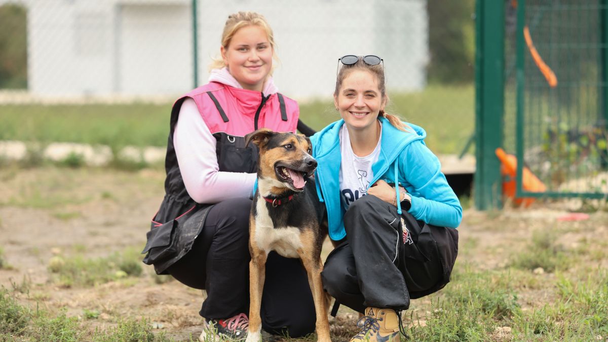 Kutyák és macskák várnak felelős gazdikra náluk (képgaléria)