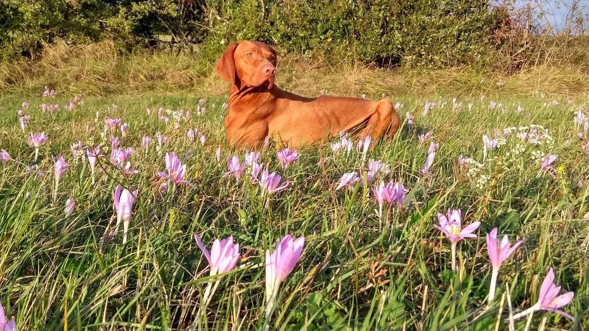Zengő ügyesebb Frakknál – Nem a macskák réme, vadászvizsla lesz belőle (videó)