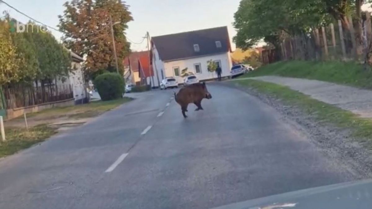 Így rohangált fényes nappal egy megriadt vaddisznó a magyar városban - videó