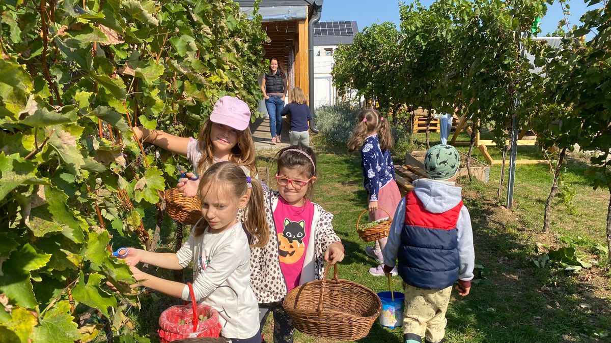 Gyerekek a szőlőben: megismerték a balatoni ültetvényeket