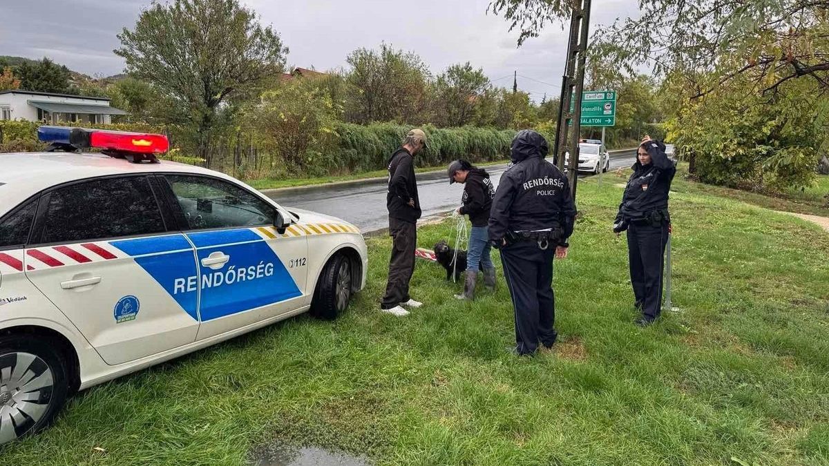 Kutyát mentettek a Balatonnál, keresik a gazdáját