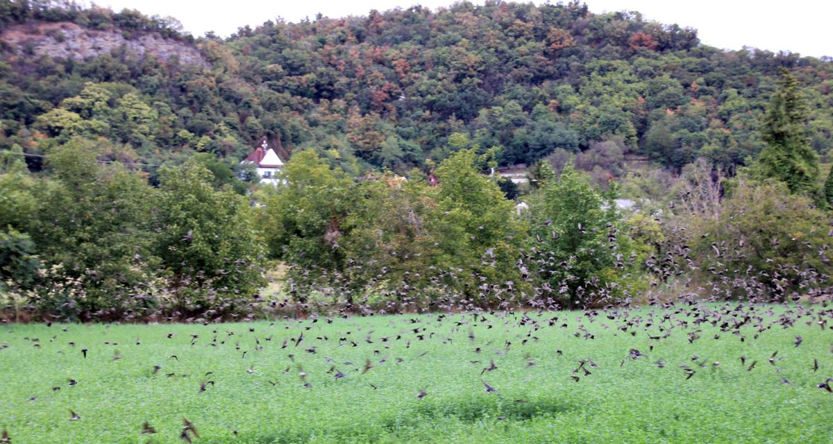 Szigligeten a fecskék napok óta tömegesen lepik el az utcákat, kerteket, zöldterüleket főként a víz közelében