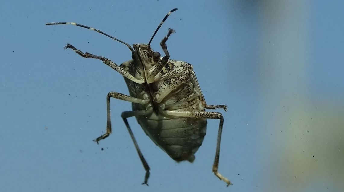 Az orrfacsaró bűz jut elsőként eszünkbe, ha egy ilyen pajzs alakú apróságot meglátunk. Nem lehallgatókészülék, idegen poloska. A kifejlett példány hasi oldalán van a bűzmirigy 