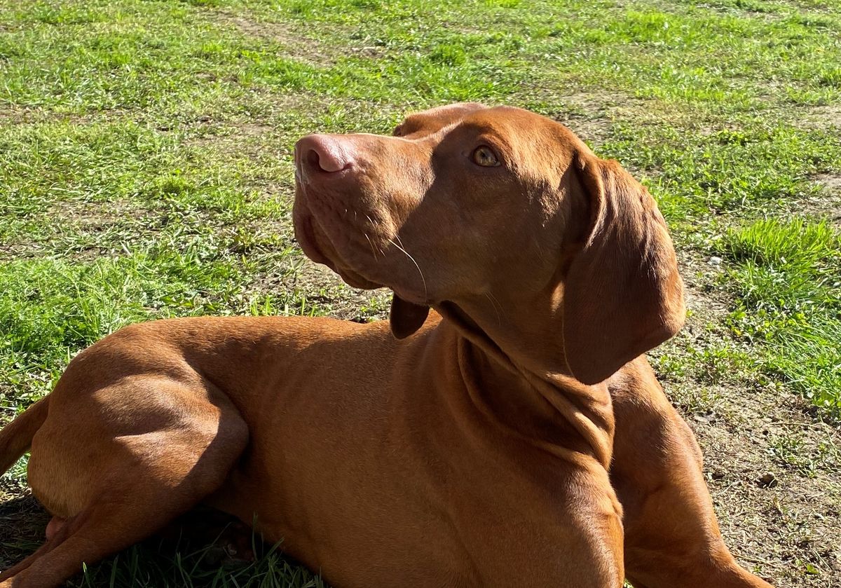 A zirci Zengő okos tekintetű és ügyes magyar vizsla 